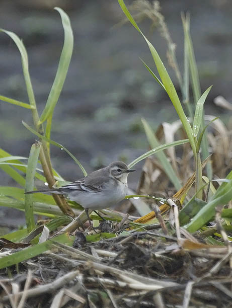 Sitruunavästäräkki, Citrine Wagtail, Motacilla citreola